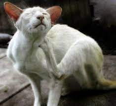Feline Miliary Dermatitis Texas West Animal Health