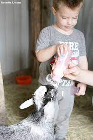 How To Bottle Feed Baby Goats What Worked For Us Farmette Kitchen