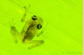 A Reticulated Glass Frog In The Osa Peninsula Of Costa Rica Frog Glass Frog Amphibians