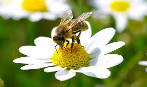 Bird Wildlife Friendly Garden Ideas B Q For All Your Home And Garden Supplies And Advice On All The Latest D How To Attract Birds Wild Bees Biennial Plants