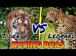 Check spelling or type a new query. Video Macan Tutul Vs Singa