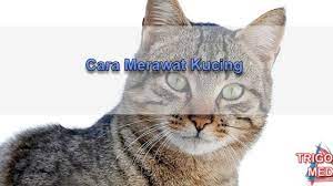 Untuk mendapatkan anak kucing juga mudah, tidak perlu mengeluarkan uang yang banyak. Cara Merawat Kucing Trigonal Media