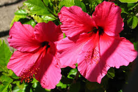 Water regularity and always water when the soil is dry to the touch. Hibiscus Plant Care Weston Nurseries