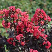 Image result for Lagerstroemia indica