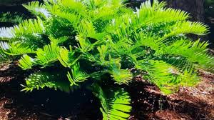 Image result for Ctenium newtonii