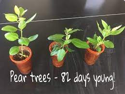 Growing A Pear Tree From Seed Fruit Garden Heirloom Tomato Seeds Pear Trees
