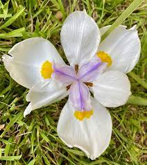 The African Iris Flower Represents Faith Hope And Courage Keep Those Words In Your Heart African Iris Iris Flowers Flowers