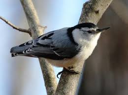 Black Bird With White Stripe On Head White Breasted Nuthatch Nuthatch Backyard Birds Birds
