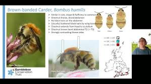 Image result for Bombus humilis