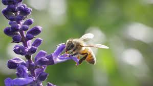Honey bee flowers to plant. Honeybees And The Flowers They Visit