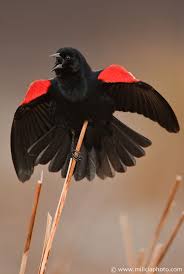 Black Bird With Red And Yellow Shoulders Red Winged Blackbird Great Meadows Nwr Concord Ma Black Bird Feather With Birds Tattoo Red Wing Blackbird