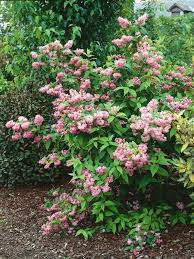 Image result for Deutzia hybrida Pink Pompon