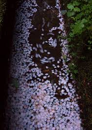 散り際の美学（1） | GANREF