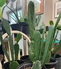 Image result for Opuntia