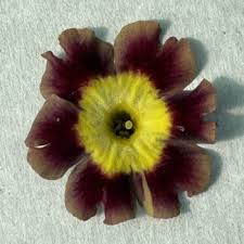 Image result for Primula 1982 Fleet