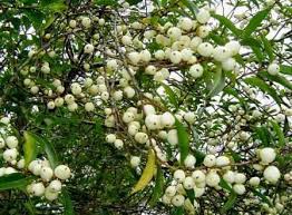 Image result for Pavetta comostyla