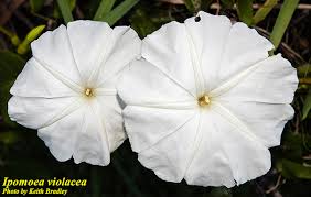 Image result for Ipomoea protea