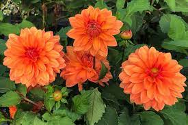 Maybe you would like to learn more about one of these? Summer Flame Dahlia Tubers Plants For Sale Ashridge Nurseries