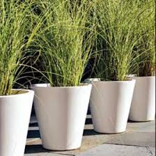 You won't be disappointed because ornamental other ornamental varieties are low growing or considered ground covers. Pin On Balcony Garden