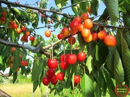 Pour Ameliorer Et Favoriser La Pollinisation Des Cerisiers Par Le Vent Greffage D Autres Varietes Arbre Fruitier Plantes Sauvages Jardins