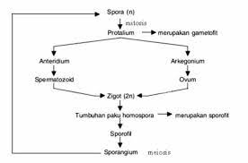 Untuk itu pada artikel kali ini kita akan membahas mengenai proses ciri jenis dan perbedaan dari metagenesis tumbuhan lumut. Pengertian Metagenisis Proses Tahapan Skema Dan Contoh