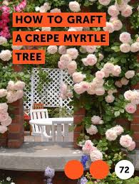 Learn How To Graft A Crepe Myrtle Tree How To Guides Tips And Tricks Mock Orange Shrub Mock Orange Myrtle Tree