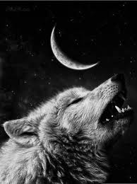 Wolf Howling At The Moon Uluyan Kurt Wolf Hayvan