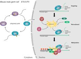 Pirna is located in dresden city, germany at the 50.9584, 13.937 coordinates. How Mammalian Pirnas Instruct De Novo Dna Methylation Of Transposons Signal Transduction And Targeted Therapy