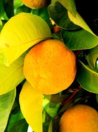 Check spelling or type a new query. Lemon Orange Mandarin Free Photo On Pixabay