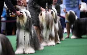 Image result for dog shows