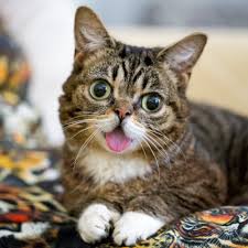 Choose your favorite polydactyl cat designs and purchase them as wall art, home decor, phone cases, tote bags, and more! Scientists Have Finally Discovered What Makes Celebrity Cat Lil Bub So Magical The Washington Post