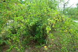 Check spelling or type a new query. Stachelbeeren Umpflanzen So Setzen Sie Die Straucher Um