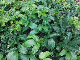 Image result for Telfairia