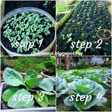 Selain itu, anda juga boleh menggunakan batang serai matang yang diambil dari. Food Lifestyle Education Parenting Diy Cararesepi