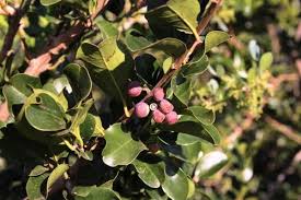 Image result for Scutia myrtina