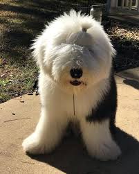 Big Fluffy Dog Breeds Black And Brown 11 Big Fluffy Dog Breeds Perfect To Cuddle With Dogbeast Big Fluffy Dogs Old English Sheepdog Puppy Dog Breeds