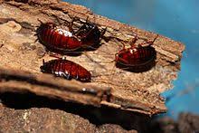 We did not find results for: Florida Woods Cockroach Wikipedia