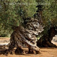 Olivo Milenario Castellon Millenarian Olive Tree Nature Tree Olive Tree Ancient Tree