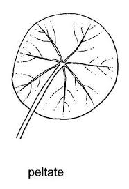 We did not find results for: Cupressaceae Key To Species Jepson Eflora