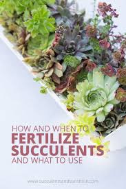 Sustane compost tea bags (amazon). Learn How To Fertilize Succulents Succulents And Sunshine Succulent Fertilizer Succulents Succulent Soil
