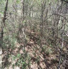 Image result for Dyschoriste multicaulis