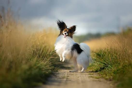 Caring for Your Papillon Dog: Easy Care Guide – A Pup Above