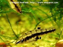 Image result for Websteria confervoides