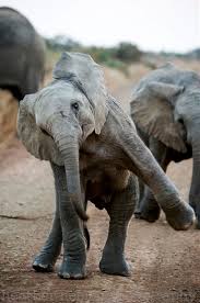 Les éléphants sont les plus gros animaux terrestres. Elephants Of South Africa Heather Liebler Photography Animals Elephant Animals Wild