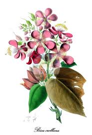 Image result for Bixaceae