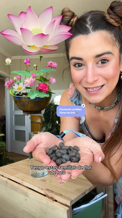 Cómo germinar semillas de loto en casa