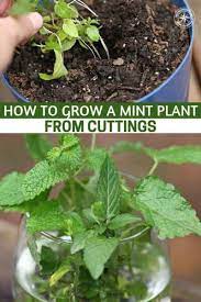Gardening Archives Shtfpreparedness Mint Plants Plants Growing Vegetables