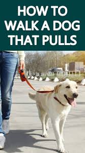 3 Tips To Stop A Dog From Pulling On The Leash Dog Training Dogs Easiest Dogs To Train