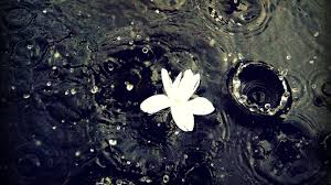 Download or upload live wallpapers. Black Rain Wallpaper Download