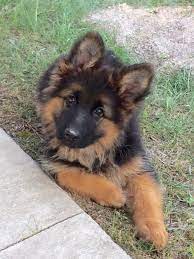 Breezy meadows long coat german shepherds is located in upstate new york. Long Haired German Shepherds For Sale Illinois Regis Regal